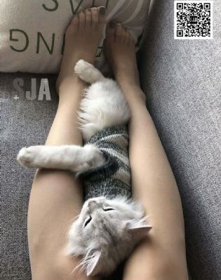 八戒网剧在线观看8
